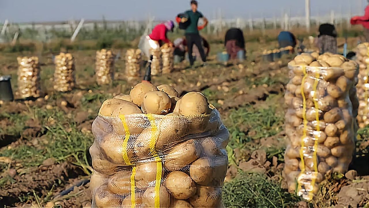 49 bin 200 ton patates ihracatı gerçekleşti