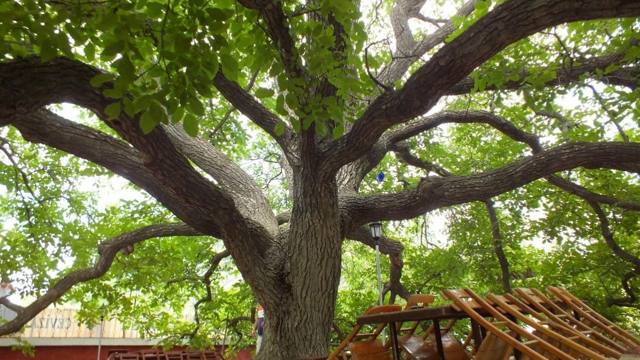 “Doğal Miras” anıt ağaçları ile ilgili NEVÜ-BAP projesi başarıyla tamamlandı