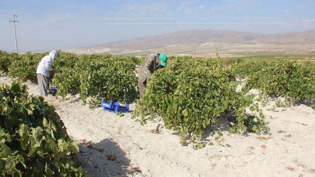 Nevşehir’de üreticiler üzüm hasadına başladı