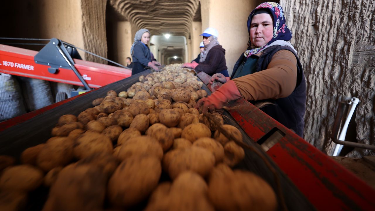 Türkiye’nin patatesi Nevşehir’deki depolardan sağlanıyor