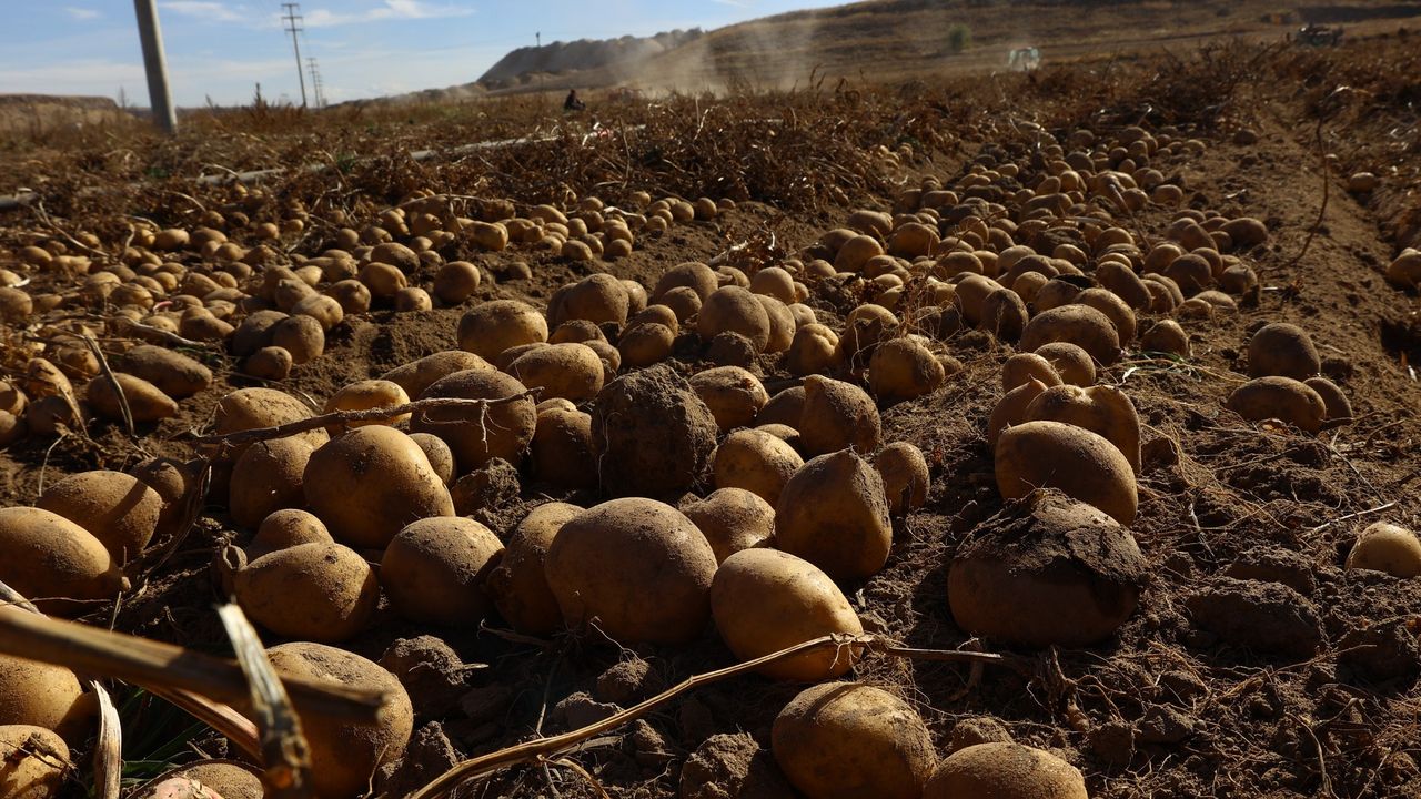 Nevşehir tarımında dönüm noktası: İlk hasat yapıldı