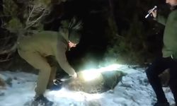 Köye inen ayı yakalanarak ormana bırakıldı