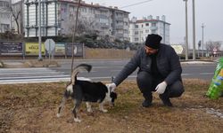 Gülşehir Belediyesi patili dostları unutmuyor