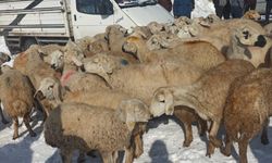 Karapınarlı çobanlar depremzedelere 50 koyun bağışladı