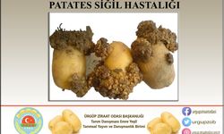 Nevşehirli üreticinin korkulu rüyası: Patates siğili hastalığı