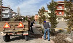 Gülşehir’de bitkilerin bakımı yapılıyor