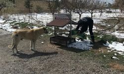 Ortahisar Belediyesi hayvanları unutmadı