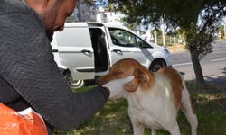 Gülşehir Belediyesi, sokak hayvanlarının gününü kutladı