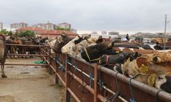 Nevşehir’de hayvan hareketleri kısıtlaması kaldırıldı