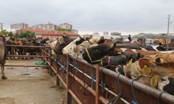 Nevşehir canlı hayvan pazarı açılıyor