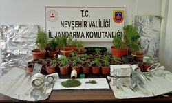 Ürgüp’te 52 kök kenevir bitkisi ele geçirildi