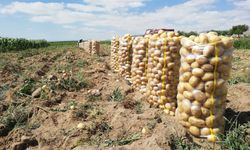 Ürgüp Başdere köyünde yazlık patates hasadı başladı