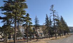 Eski Nesteks arazisi ortada kaldı 