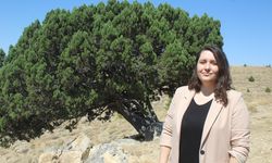 700 yaşındaki ağaç tescillendi