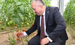 Vali Fidan Yeşilli köyünde sera inceledi