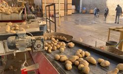 Tohumluk patatesler sertifikalandırılıyor