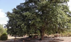 700 yıllık meşe ağacı tescillendi (video)
