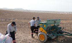 Nevşehir Belediyesi yerli buğday tohumu ekti