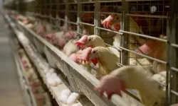 Eylül ayında tavuk yumurtası üretimi 2 milyara yaklaştı