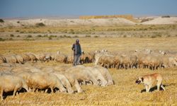 Nevşehir’deki yetiştiriciler, Malya’dan aldığı koyunlarla sürüsünü büyütüyor
