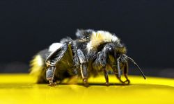 Bombus arı desteği müracaatları için son 10 gün