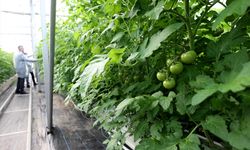 Kozaklı’daki jeotermal seranın domatesleri Hollanda'ya gönderiliyor (video)