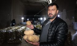 Türkiye'nin patates ihtiyacı Nevşehir’deki depolardan karşılanıyor