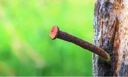 Ağaca çakılan demir çivi çıkartılmalı mı?