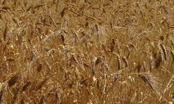 Buğdayda bakır eksikliği nasıl anlaşılır?