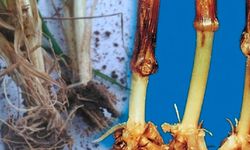 Kök boğaz hastalığının buğdaya zararları