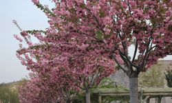Sakuralar Kapadokya’da görsel şölen oluşturdu