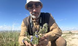 Kapadokya'da 3 endemik bitki türü keşfedildi, birine "Hacıbektaş" adı verildi