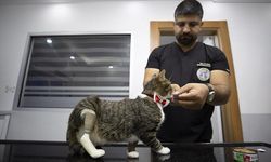 Köpeklerin saldırısıyla ayağı kopan kediye 3D yazıcıyla üretilen protez takıldı