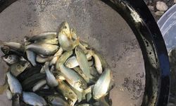 Doyduk Barajı’na 120 bin yavru sazan balığı salındı