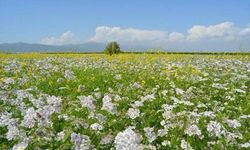 Nevşehir’de ilk defa hasadı yapıldı