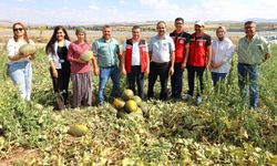 Nevşehir’de ilk defa kışlık kavun hasadı yapıldı