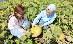 Çerezlik kabak ve fasulye ekili alanlarda ürün kontrolleri sürüyor