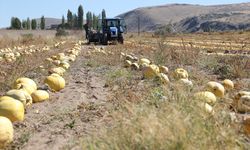 Nevşehir kabak çekirdeğinde ülke ihtiyacının yüzde 40’ını karşılıyor