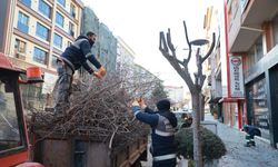 Belediye ekipleri ağaçların bakım çalışmalarını sürdürüyor