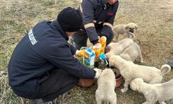 Göreme Belediyesi sokak hayvanlarını unutmadı