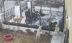 Sahipsiz köpeklerin kediye saldırması güvenlik kamerasında