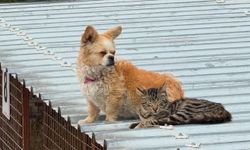 Ürgüp’te 8 köpek yeni yuvasına kavuştu