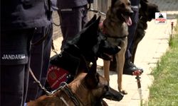 Nevşehir’de eğitilen dedektör köpekler görevde