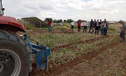 Gülşehir’de ilk sarımsak hasadı başladı