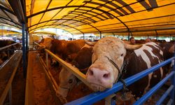 10 soruda kurbanla ilgili merak edilenler