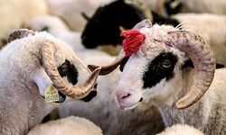 Kurban Bayramı’nda çocuk psikolojisine dikkat!