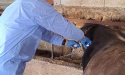 Üreticiler şap aşısı bekliyor