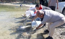 Nevşehir’de 856 bin adet sazan suya bırakıldı