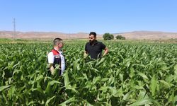 Silajlık mısır tohumları toprağını sevdi
