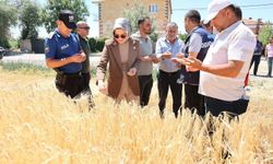Derinkuyu'da hububat hasadı yapıldı